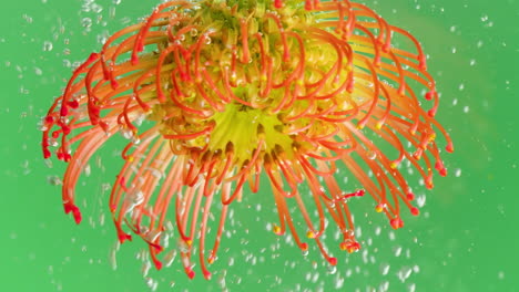 pincushion protea in water with bubbles