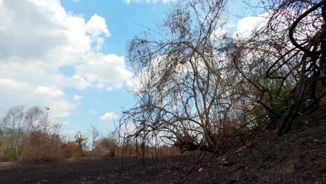 paisaje seco quemado bosque de pantanal timelapse de nubes de lluvia llegando