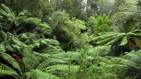 vegetación exuberante y árboles altos en el bosque tropical