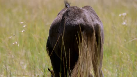 close-up shot of a wildebeest eating grass in the open plains