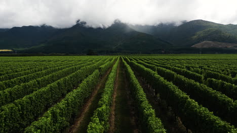 Flying-Over-The-Narrow-Rows-Of-Vineyard-With-Mountains-In-The-Background-In-South-Island,-New-Zealand