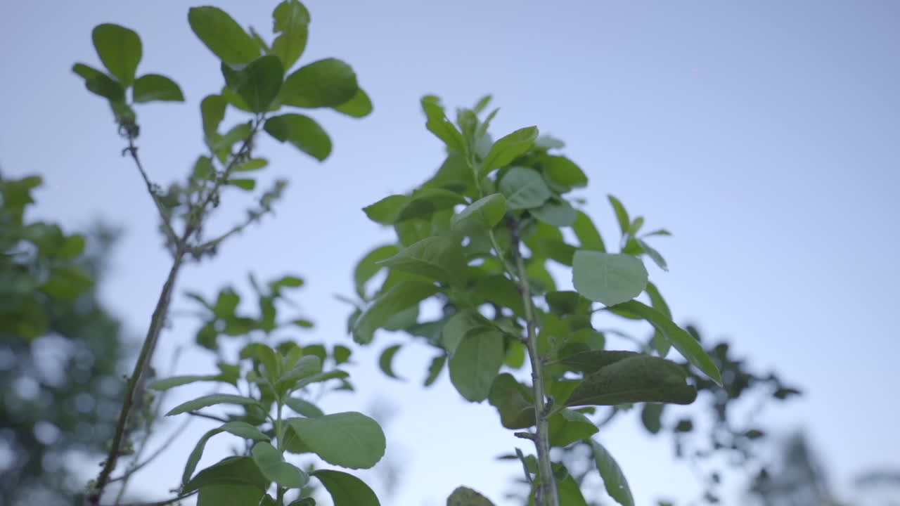 la imagen captura una planta de yerba mate balanceándose suavemente contra el telón de fondo de un cielo azul claro, simbolizando la tranquilidad y la belleza natural de los paisajes sudamericanos.