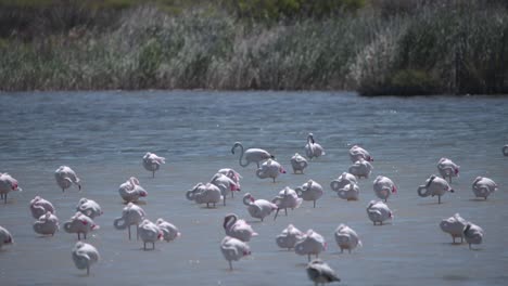 Rosaflamingo-Vogel,-Der-Im-Fluss-Inmitten-Schlafender-Herden-Weidet,-Camargue