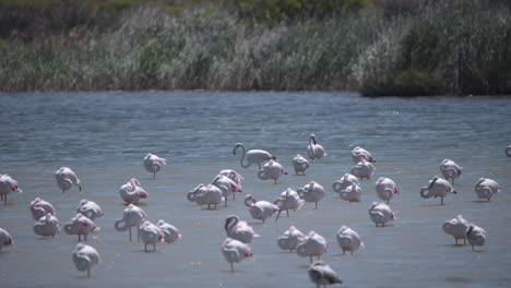 gran pájaro flamenco pastando en el río entre un rebaño dormido, camargue