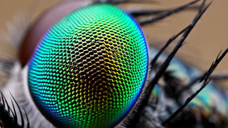 macro close-up of an insect's iridescent compound eye