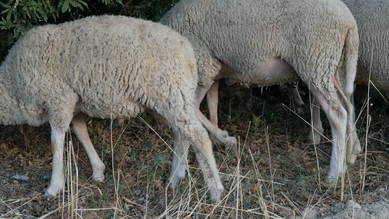 양이 풀을  ⁇ 는 목초지