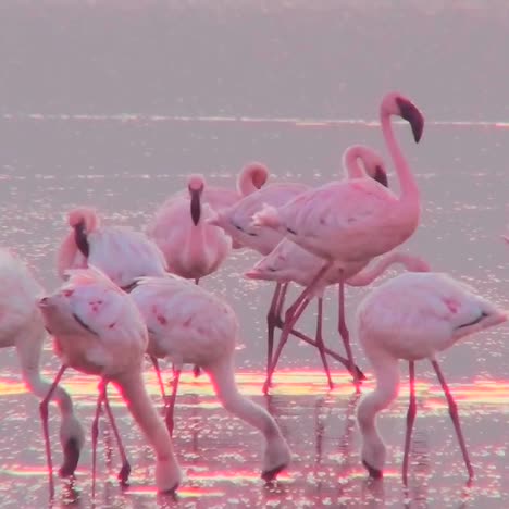 Beautiful-footage-of-pink-flamingos-in-early-morning-light-on-Lake-Nakuru-Kenya-15