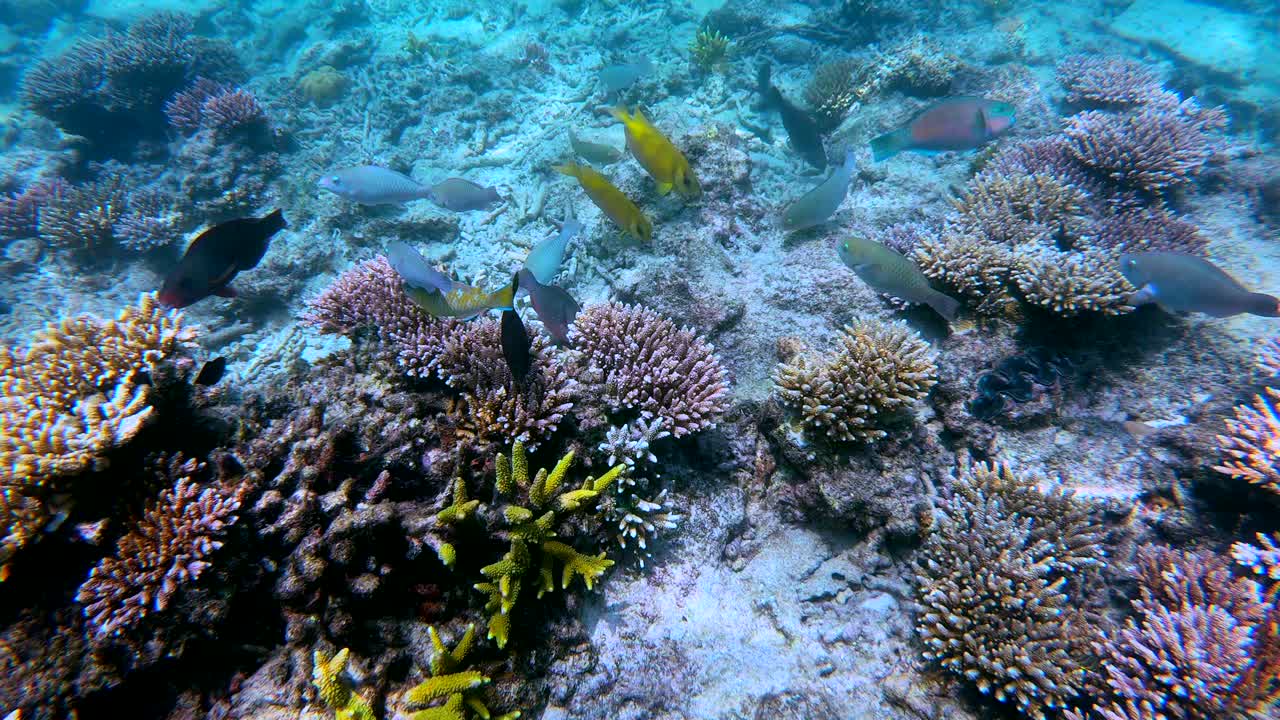 Colourful fish swimming peacefully in the ocean on the Perhentian Islands, Malaysia. Travel and nature concept.