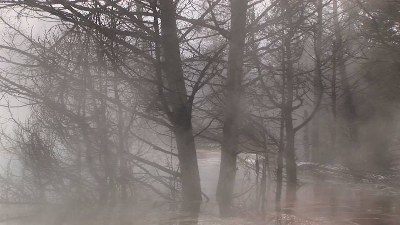 附近溫泉的強烈蒸氣覆蓋了冬天的裸樹