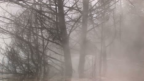 Heavy-Steam-From-A-Nearby-Hot-Springs-Envelopes-Winter'S-Bare-Trees