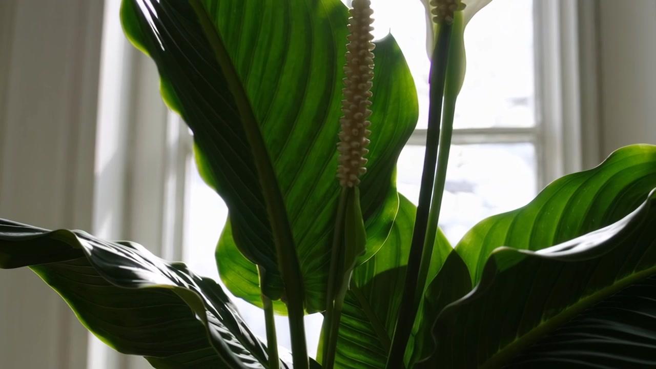 Spatifillo con fiori bianchi vicino a una finestra luminosa