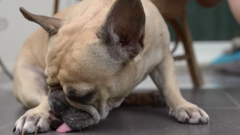 french bulldog licking her paw due itchy symptom.