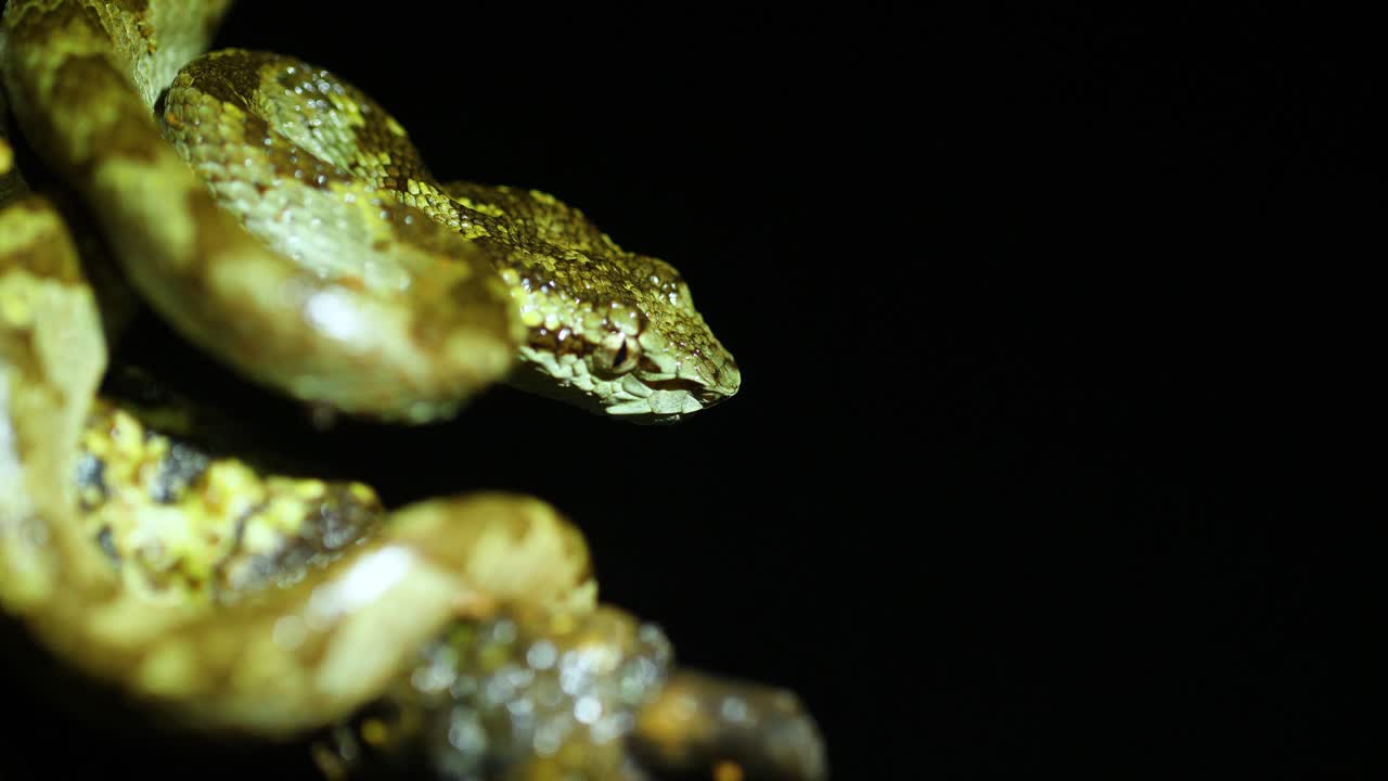 A Malabar Pit Viper Snake sits coiled ready to attack in the night waiting for a unaware prey to pass by in the Western Ghats of India during a Monsoon Night, they prefer to ambush