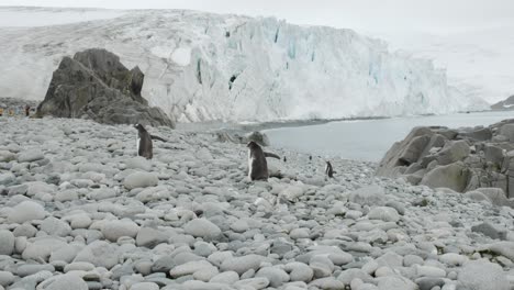 pingüino sigue a otro en una impresionante playa en la antártida