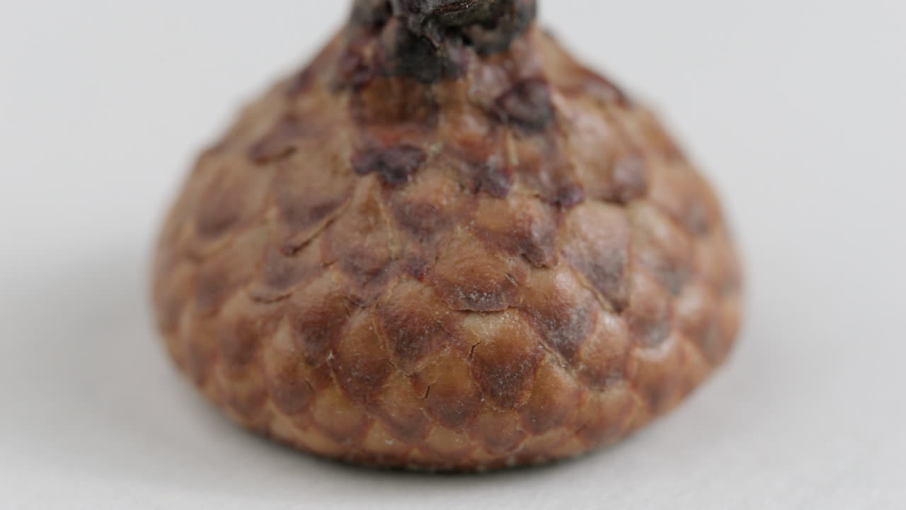 primer plano de un objeto escamoso girado contra un fondo blanco