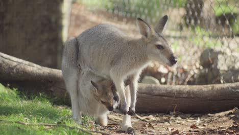 a long shot captures a kangaroo carrying its baby while grazing on grass in an open park