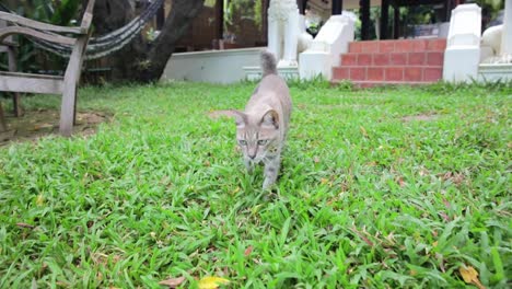 gato caminando lentamente por la hierba del jardín afuera en tailandia