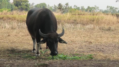 A-Water-Buffalo-Eating-Green-Grass-On-The-Field-In-The-Countryside-In-Thailand