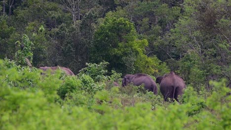 Die-Asiatischen-Elefanten-Sind-Vom-Aussterben-Bedroht-Und-Sie-Sind-Auch-In-Thailand-Beheimatet