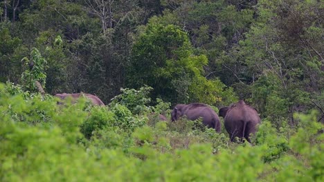 the asiatic elephants are endangered species and they are also residents of thailand