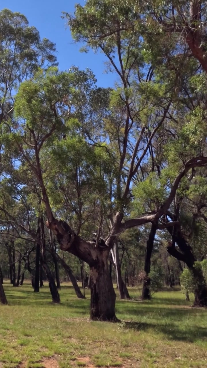 Time passing in a tranquil wooded parkland