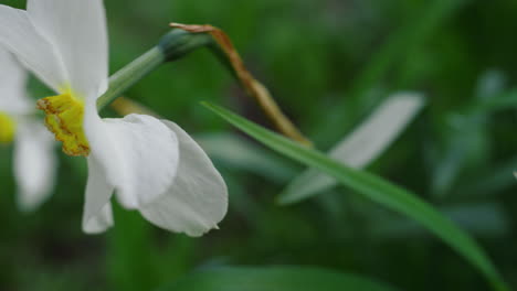 Nahaufnahme-Weißer-Blumen,-Die-Im-Grünen-Gras-Blühen.-Makro-Narzissenblume-Blüht