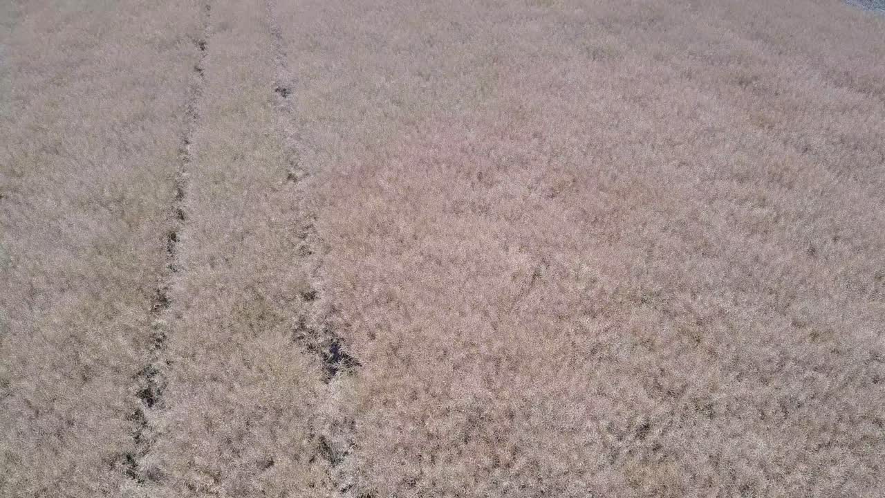 Field Of Oilseed Rape For Bio Fuel. Aerial shot of the field of oilseed rape for bio fuel at summer time