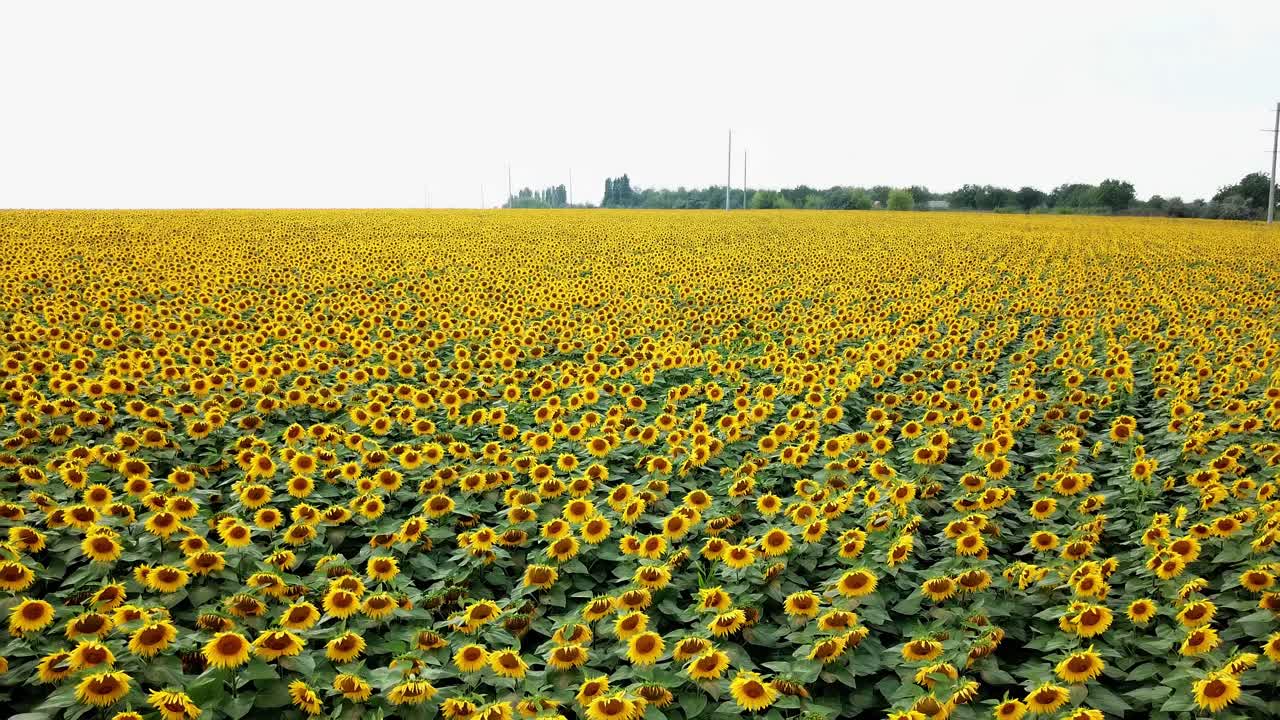 Aerial view of sunflower field. Aerial view of Sunflowers field, view flowering sunflowers on a sky background flight over sunflower. Sunflower field sunny day. Aerial view flowering sunflowers