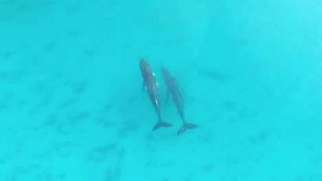 aerial drone footage of humpback whales swimming in unison through the turquoise waters of cape naturaliste, western australia