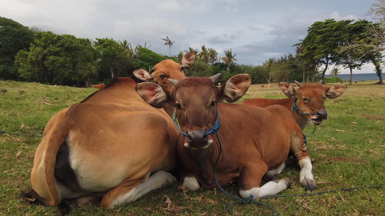 ganado vacuno, familia de vacas marrones que se asean tumbadas en la hierba, paisaje de campo rural en bali, indonesia, bos javanicus, banteng