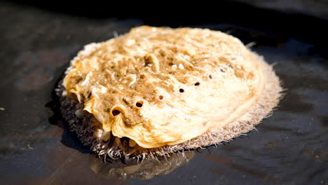 single abalone in shallow water, respiratory holes visible