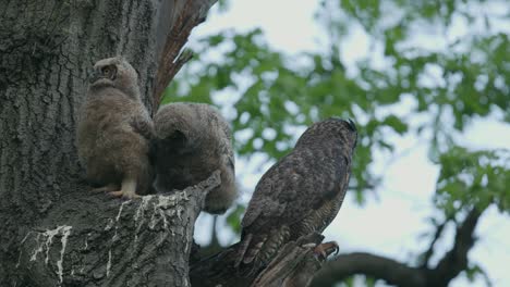 Mutter-Eule-Mit-Zwei-Babys-Im-Nest