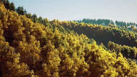 autumn forest landscape with vibrant colors in natural setting