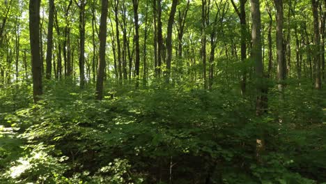 Very-tall-broadleaf-deciduous-trees-seen-by-drone-flying-sideways-within-forest