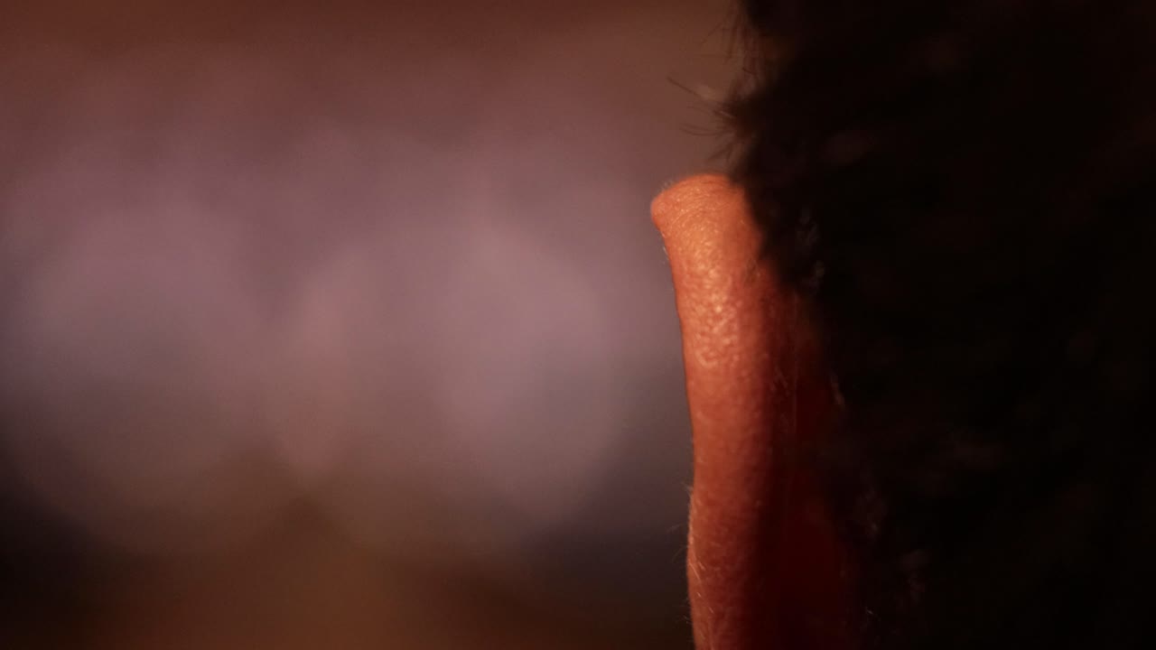 Man ear, macro shot from behind