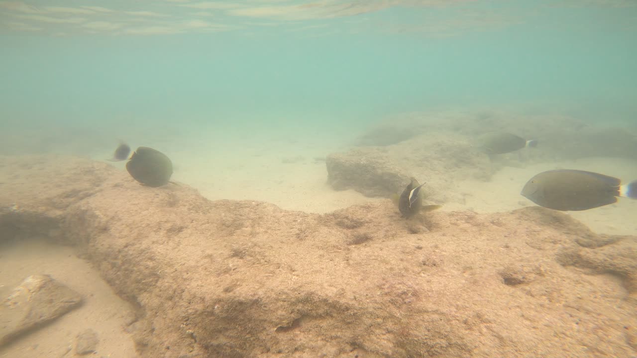 peces tropicales nadando en el arrecife de coral de la bahía de hanauma, el mejor destino para bucear en hawaii