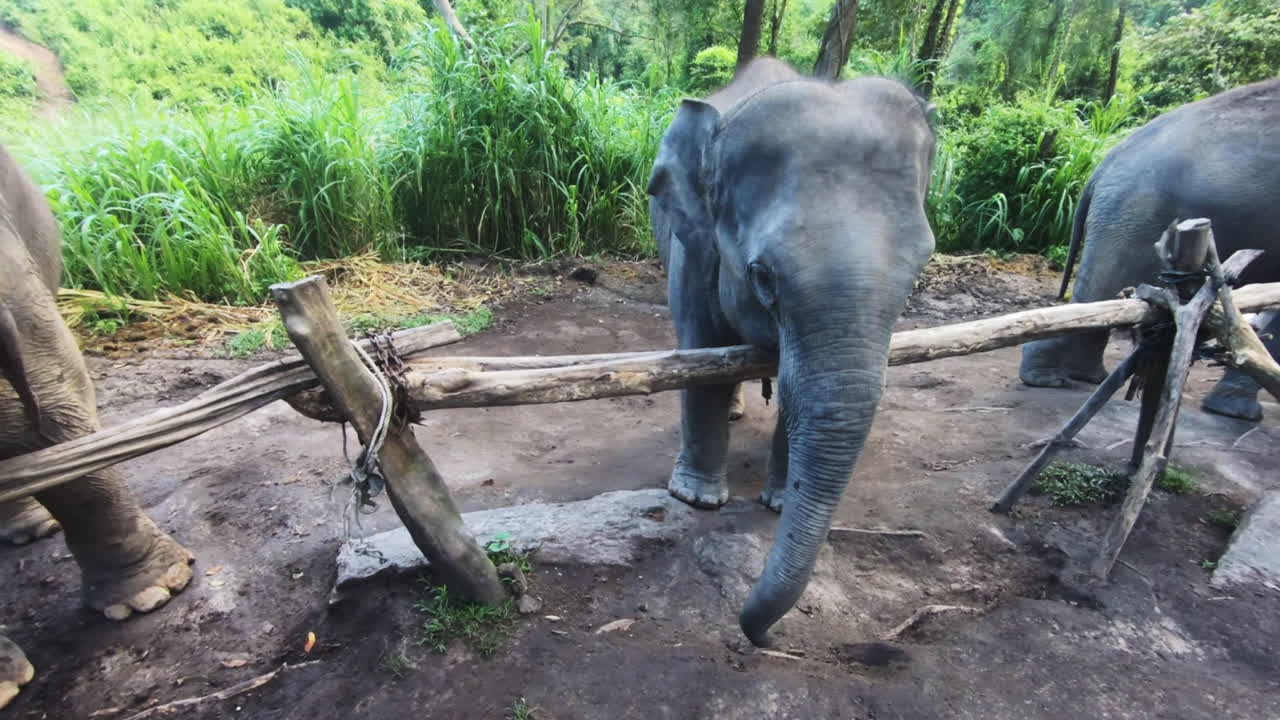elefante aleteando sus orejas felizmente en la jungla en el santuario de elefantes