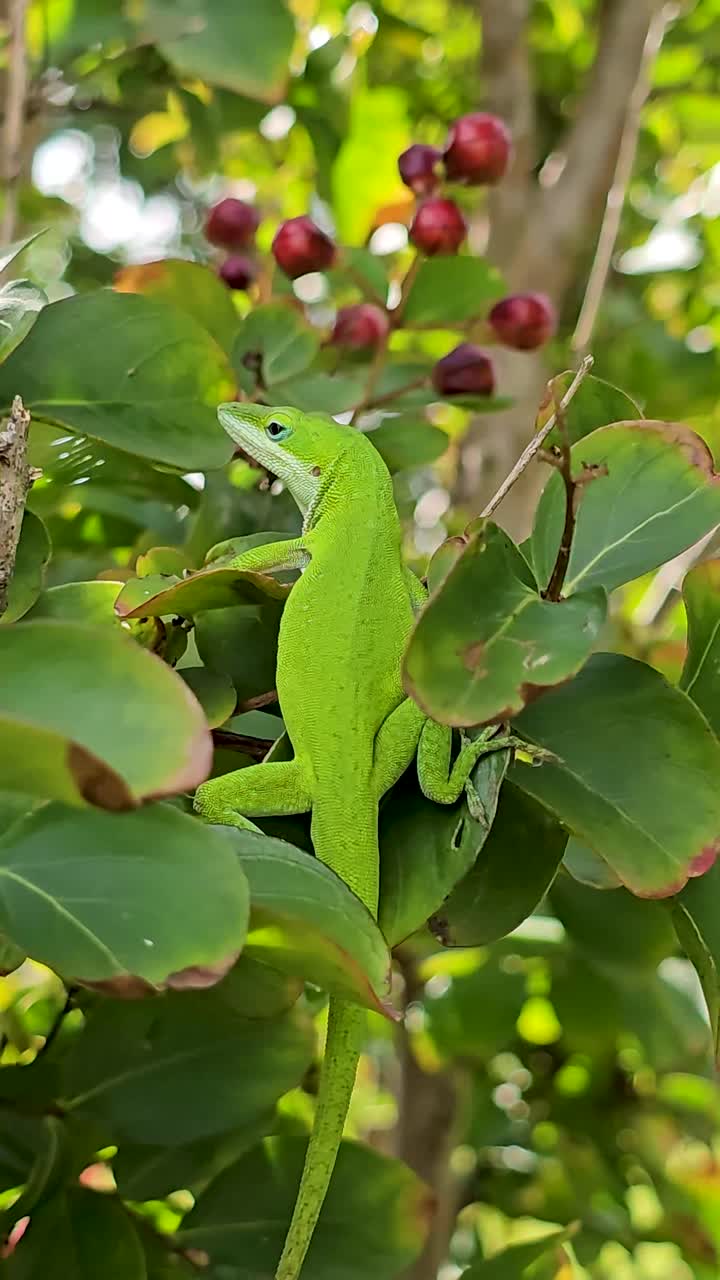 Vertical handheld video of a Green Anole Lizard Anolis carolinensis on a plant