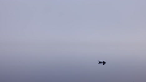 foggy morning on the lake with the shore seen in the distance