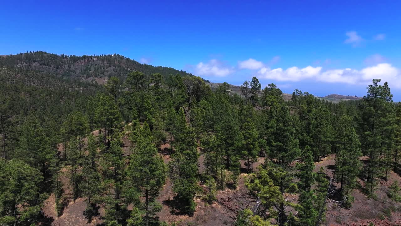 Pine forest on Tenerife Island, bright day with clear blue sky