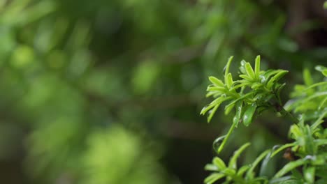 Close-up-shot-of-water-droplets-on-bright-green-plant-leaves