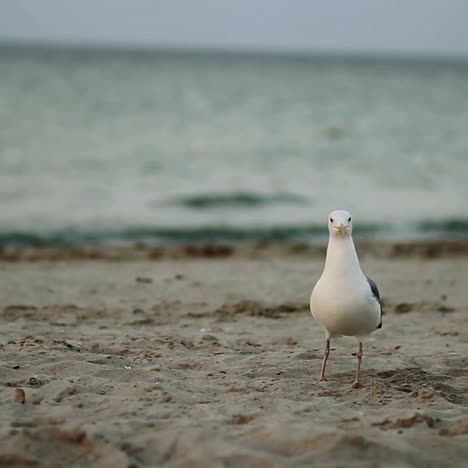 walking seagull on the beach. seagull walking alone on beach
