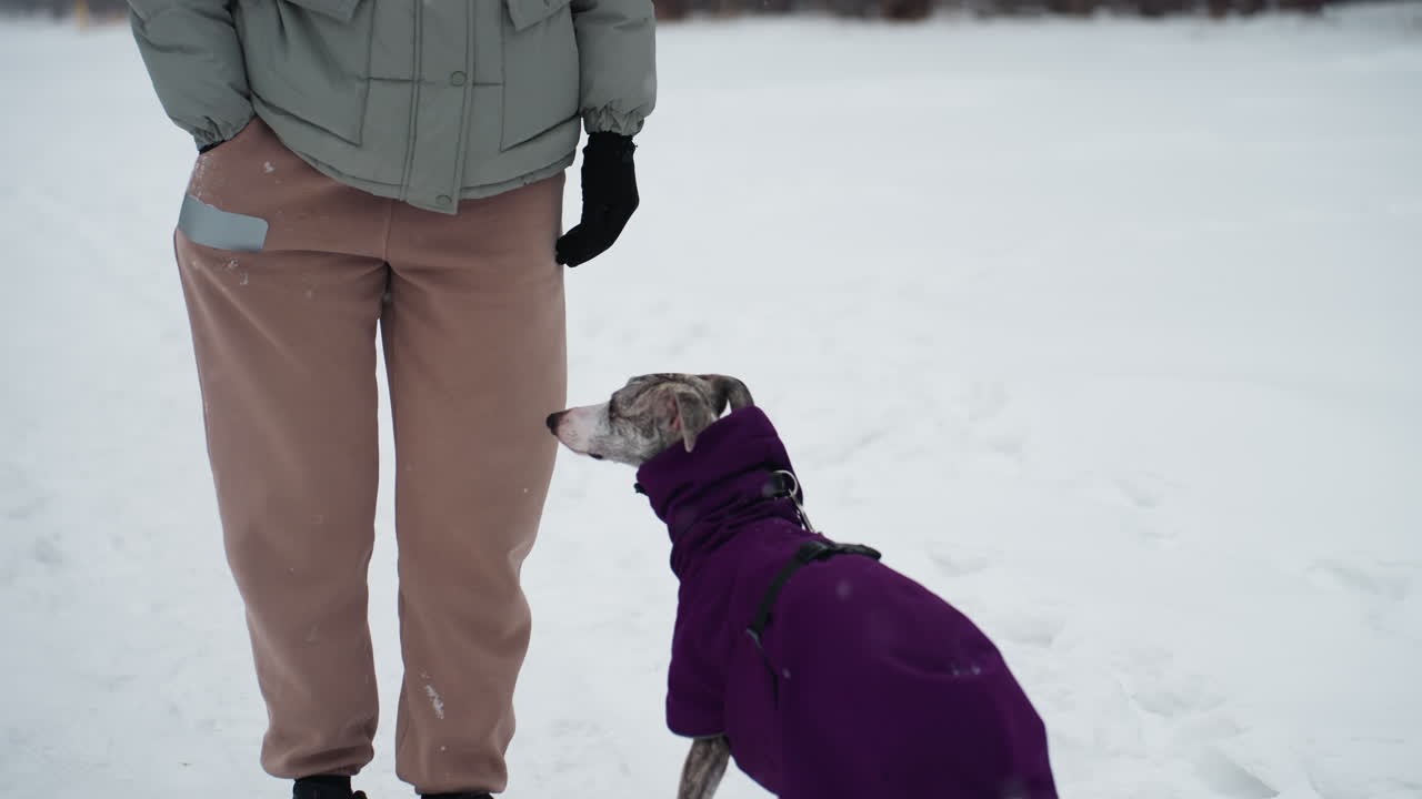 Dog in purple coat looks up at person standing nearby in snowy environment, suggesting strong connection, loyalty, and anticipation during cold winter walk, captured with natural light and soft snowfall