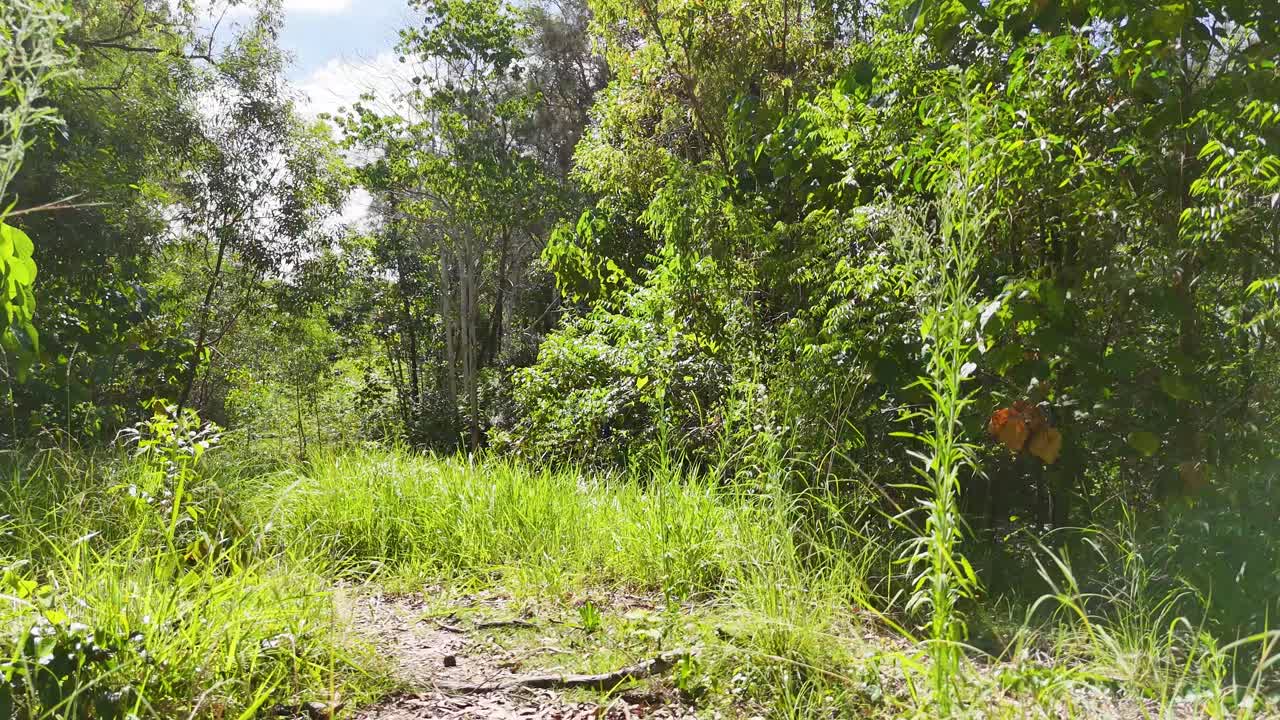 una mariposa revoloteando entre el exuberante follaje del bosque de eucalipto
