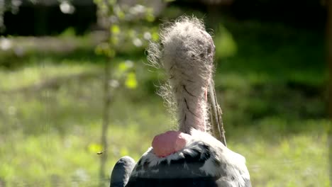 the hairy head of the marabou stork looking around the area