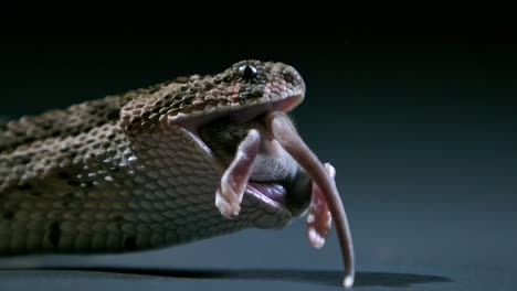 cottonmouth swallowing mouse prey almost gone - studio