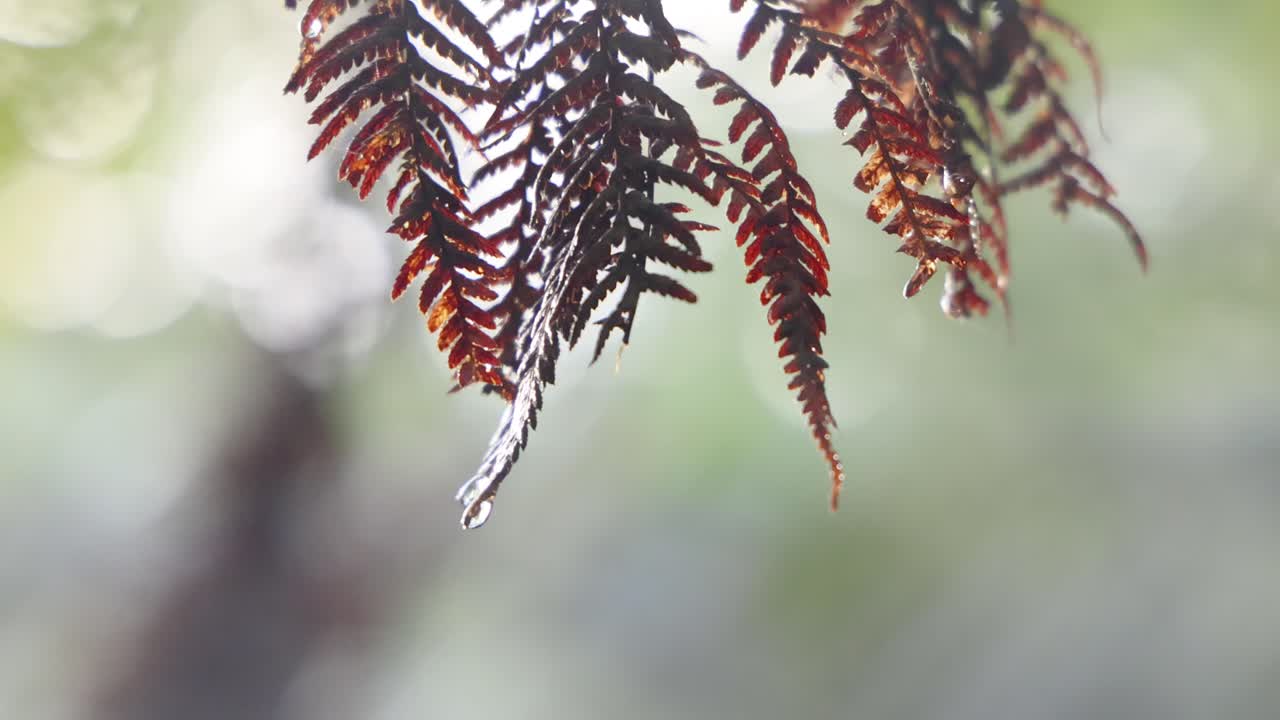 primer plano de helechos en el bosque de otoño