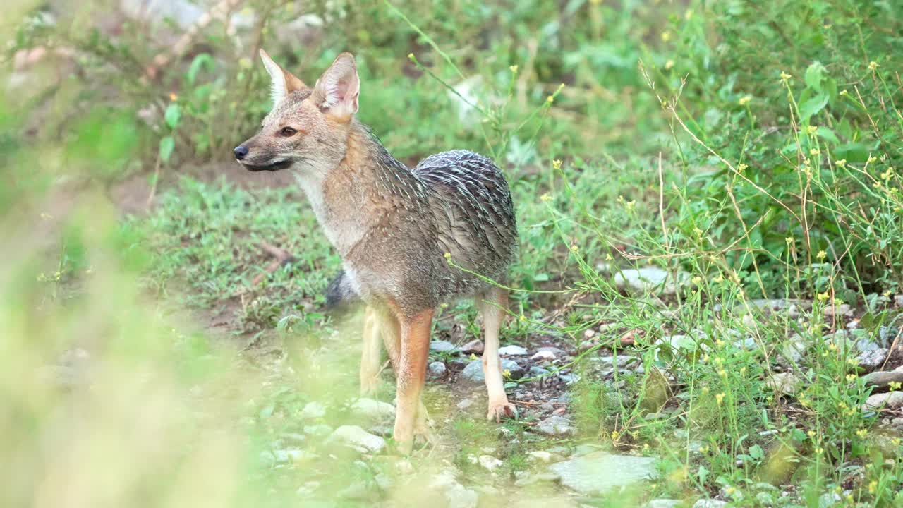 여름 동안 꽃밭에서 냄새를 맡으면서 자연 서식지에 있는 팜파스 여우, 메를로, 산 루이스, 아르헨티나