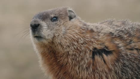 marmota salvaje en su entorno natural - primer plano