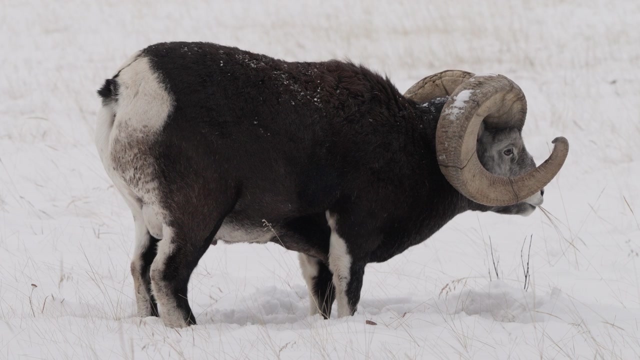 Pecora bighorn delle Montagne Rocciose al pascolo nel Territorio dello Yukon, Canada. Scatto statico